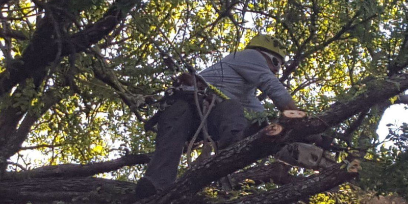 Certified Arborist in Fort Worth, Texas