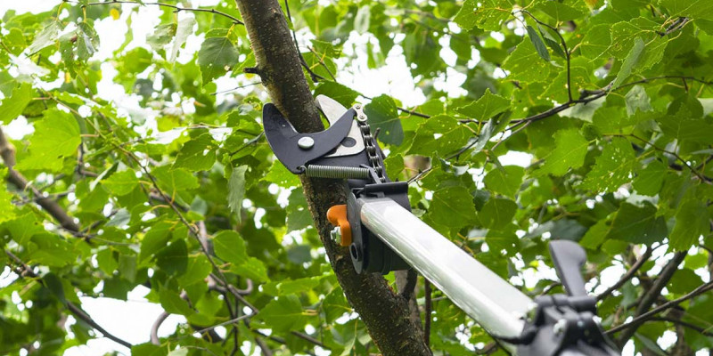 About Southern Charm Tree Care, Fort Worth, Texas