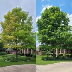 Tree Preservation