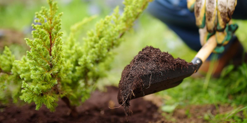 Plant Fertilization in Aledo, Texas